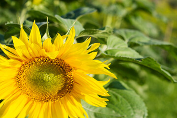 sunny close up of sunflower in the field