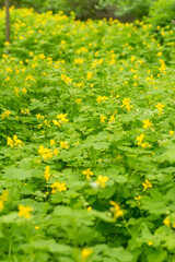 Chelidonium majus, nipplewort, swallowwort or tetterwort yellow flowers