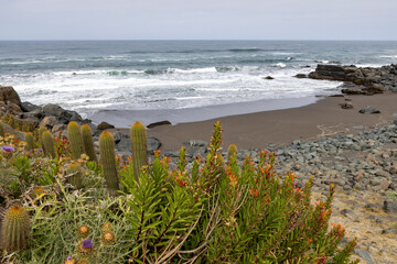 Cactuses and colorful plants all over the steep hills of La Pancora at Pichilemu, Chile