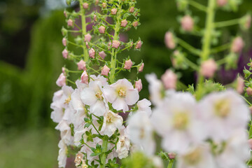 Close up of white verbascum flowers in bloom