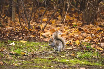 Cute squirrel and autumn colors 