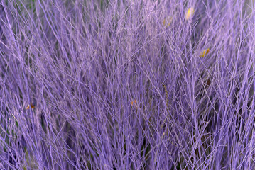 Dried purple twigs