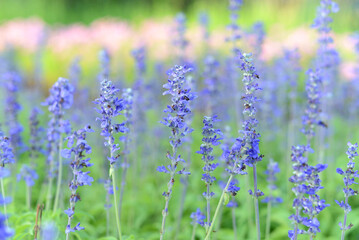 Colorful flowers are blooming fresh in the morning of spring garden.