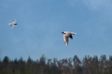 seagull in flight