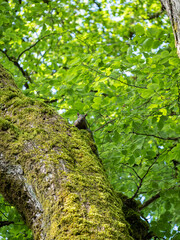 a cute squirrel hiddeng behind moss covered tree trunk under the green foliage staring at you - 553067810