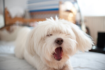 A small Maltese dog yawning on the bed sheets