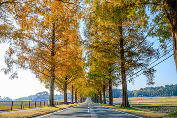 秋のメタセコイア並木　マキノ高原　滋賀県高島市　Metasequoia trees in autumn. 
Makino Plateau. Shiga Prefecture, Takashima city.