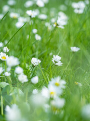 beautiful tiny flowers blooming in the green field - 553068032