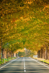 秋のメタセコイア並木　マキノ高原　滋賀県高島市　Metasequoia trees in autumn. 
Makino Plateau. Shiga Prefecture, Takashima city.