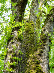 moss covered tree trunks under the green foliage - 553068044