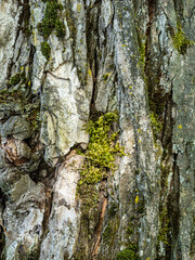 background texture of a rough tree trunk surface covered with moss - 553068083