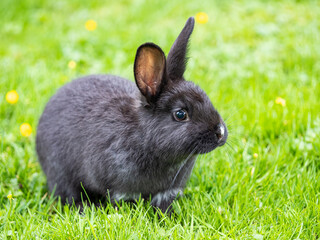close up of a chubby small black bunny resting on the green grasses - 553068210