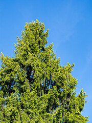 pine tree with massive green foliage under the blue sky - 553068237