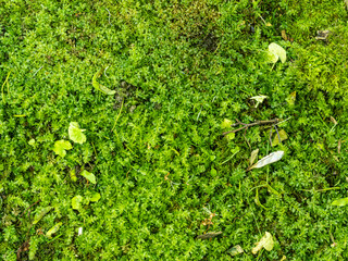 surface texture with green moss-covered ground decorated with few leaves - 553068278