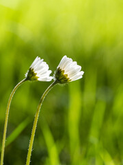 close up of two beautiful tiny flowers blooming in the green field - 553068280