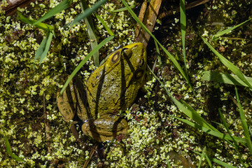 close up of a green frog resting on top of the green algae in the pond close to grasses on a sunny day - 553068437
