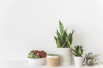 Сopy space with decorative potted plants in eco friendly straw basket