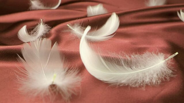 White swan feathers fall on medium red silk. Slow motion.