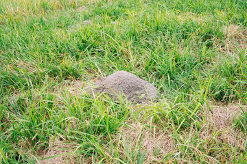 A big  Ant Mound surround by green grass
