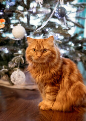 Naklejka na ściany i meble Christmas cat. Portrait of fluffy red cat on the background of Christmas tree and lights of garlands