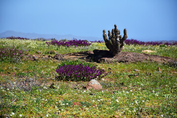 desierto florido chile