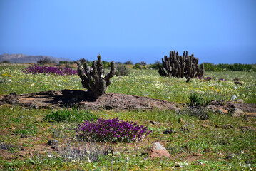 flowerful desert of Atacama, Chile