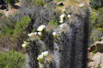 Cactus, Chile, La Serena