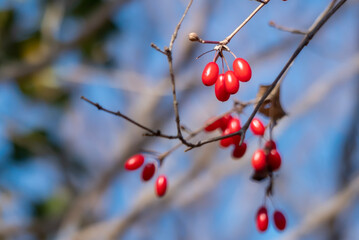 Fototapeta na wymiar 冬の公園　赤いサンシュの実が太陽光で輝いて