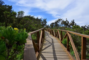 Fototapeta na wymiar fray jorge national park, La Serena, Chile