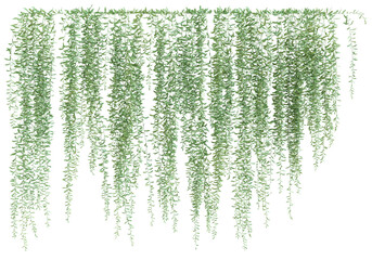3D illustration of creeper plants on transparent background © ANDRIBENKY