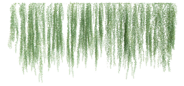 3D illustration of creeper plants on transparent background