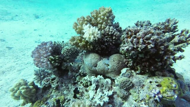 Coral block on sandy bottom with small coral fish Camera floats around it copyspace
