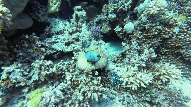 Small fish protects its clutch in the coral reef copy space