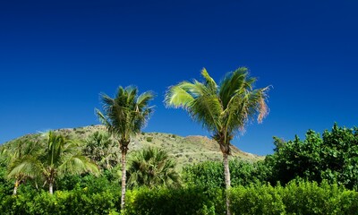 Naklejka premium Touch of California in the deep tropics