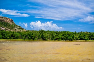 Fototapeta na wymiar Tropical mangroove