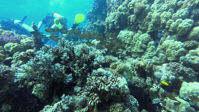 Schools of fish in the coral reef, divers in the background