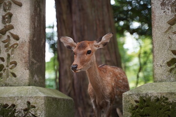 鹿、奈良の鹿、バンビ、沢山の鹿、動物、放し飼い、神の使い、奈良公園、春日大社、かすが、神社、境内、道、参道、シカ、しか、観光地、鹿せんべい、餌付け、エサ、大群、可愛い、観光、春日大社、かすがたいしゃ、Kasugataisha、Shrine、奈良、奈良県、神社、式内社、名神大社、春日社、ユネスコ、世界遺産、古都奈良の文化財、奈良時代、白鹿、鹿、アウトドア、旅行、参拝、神聖、厳粛、歴史、石、参道、日本