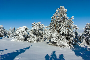 Winter landscape of Vitosha Mountain, Bulgaria