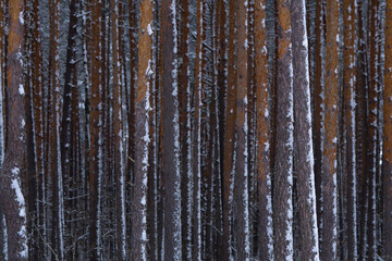 Winter scenery with pine forest covered with white snow. Selective focus.