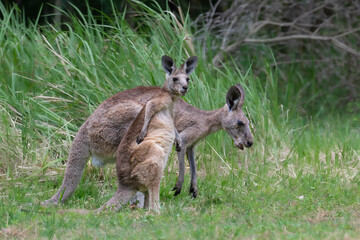 Naklejka na ściany i meble The kangaroo along with the koala are symbols of Australia. Kangaroos are indigenous to Australia and New Guinea. A large male can be 2 m (6 ft 7 in) tall and weigh 90 kg (200 lb).