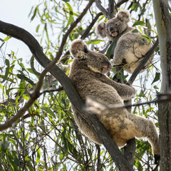 koala with baby or joey. The koala, or koala bear, is an arboreal herbivorous marsupial native to Australia. © John