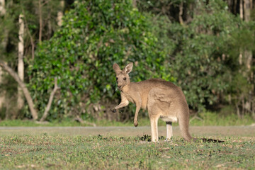 Naklejka na ściany i meble The kangaroo along with the koala are symbols of Australia. Kangaroos are indigenous to Australia and New Guinea. A large male can be 2 m (6 ft 7 in) tall and weigh 90 kg (200 lb).