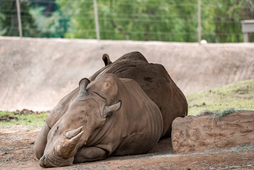 Rhinoceros resting by rock on field at San Diego Safari Park
