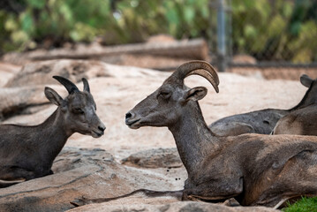 Side view of wild goats resting on sandy field at San Diego Safari Park