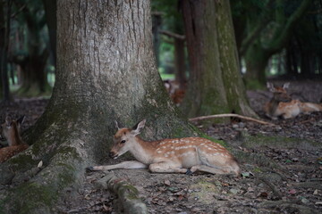 鹿、奈良の鹿、バンビ、沢山の鹿、動物、放し飼い、神の使い、奈良公園、春日大社、神社、境内、道、参道、シカ、しか、観光地、鹿せんべい、餌付け、エサ、大群、可愛い、観光、奈良、奈良県、ユネスコ、世界遺産、古都奈良の文化財、奈良時代、白鹿、鹿、アウトドア、旅行、参拝、神聖、厳粛、歴史、石、参道、日本、観光地、遺産、遺跡、古い、木、信仰、旅行、寺院、観光、寺院、写真スポット、インスタ映え、沢山、ツアー、観