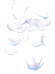 Fototapeta na wymiar Many Pastel Feather fly fall in Air over white background isolated. Puffy Fluffy soft feathers as purity smooth like dream floating dove in sky. Angle flying from heaven, photo motion