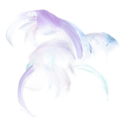 Many Pastel Feather fly fall in Air over white background isolated. Puffy Fluffy soft feathers as purity smooth like dream floating dove in sky. Angle flying from heaven, photo motion