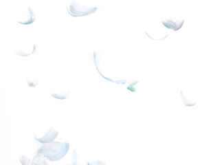 Many Pastel Feather fly fall in Air over white background isolated. Puffy Fluffy soft feathers as purity smooth like dream floating dove in sky. Angle flying from heaven, photo motion