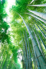Sagano bamboo forest in Kyoto, Japan