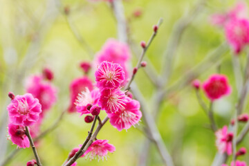 pink plum(ume) blossoms